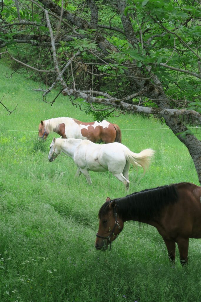 Chevaux au pré