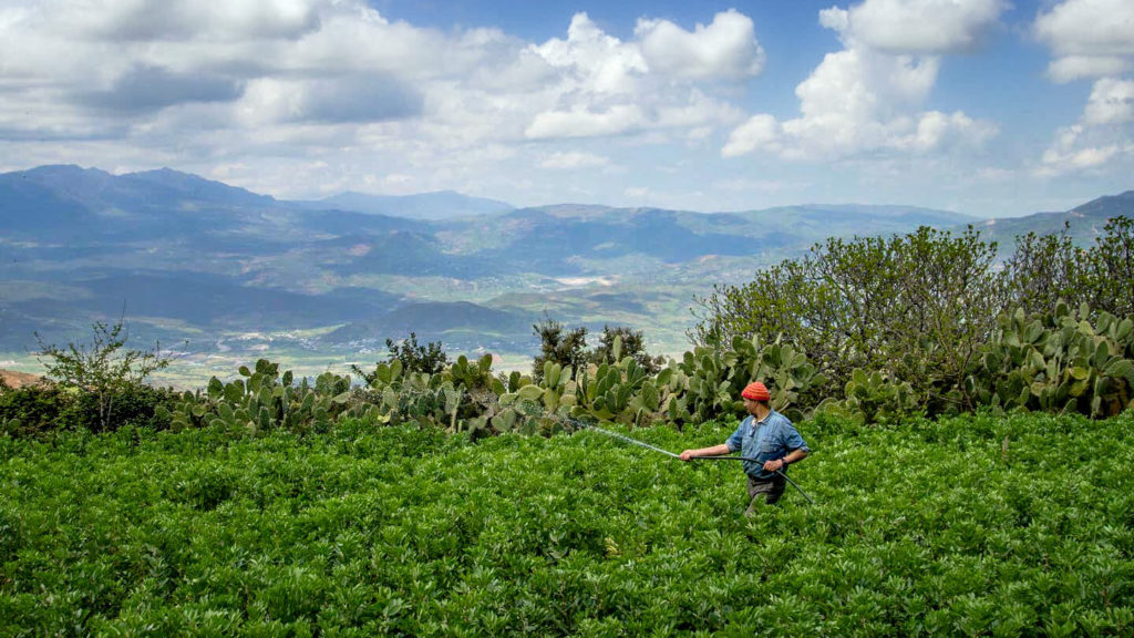 ahmed-ayad-sommet-naturel-el-kalaa-maroc- agriculture-bio