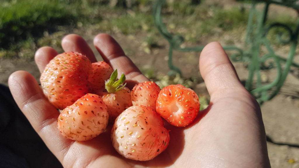 Récolte fraîche de fraises du jardin