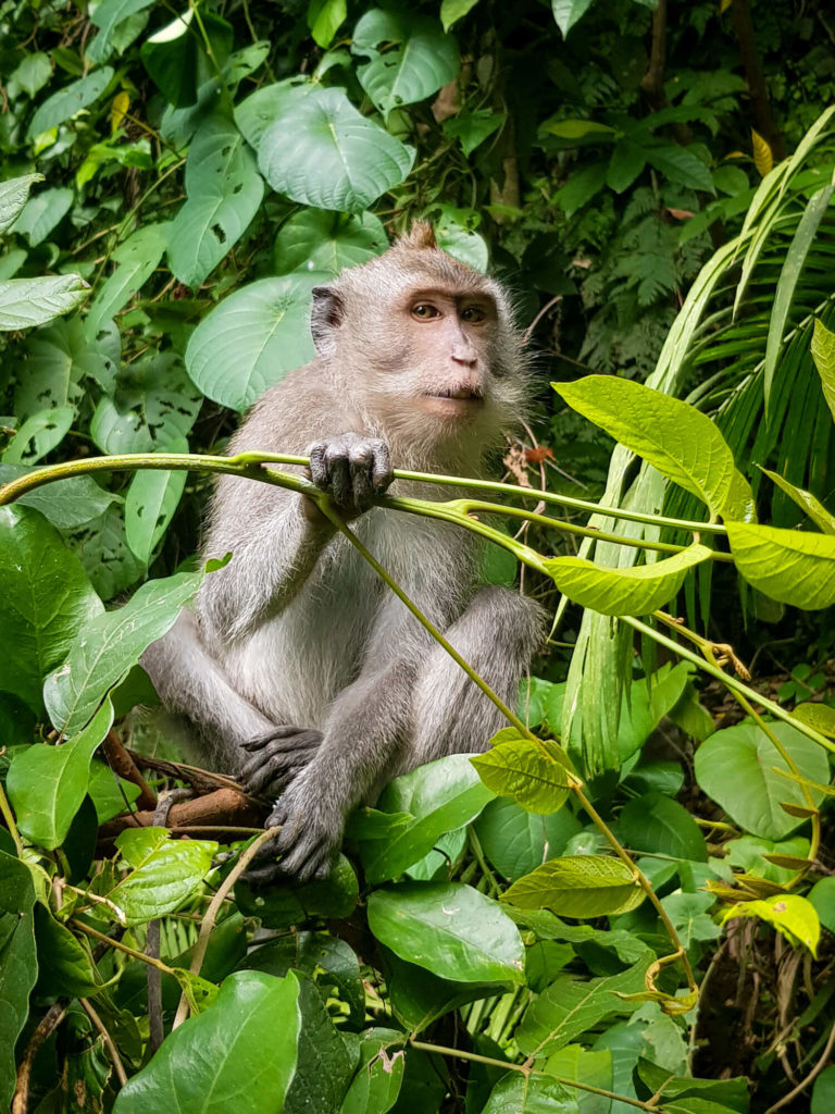 Singe à Monkey Forest, Ubud, Bali