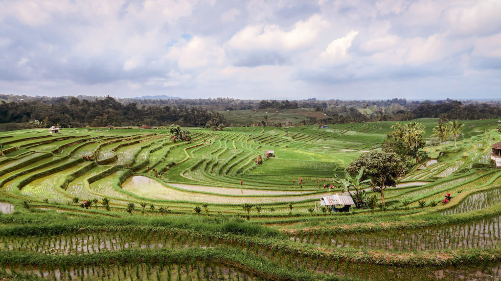 Les rizières de Jatiluwih à Bali dessinent des courbes harmonieuses qui s'intègre parfaitement au paysage