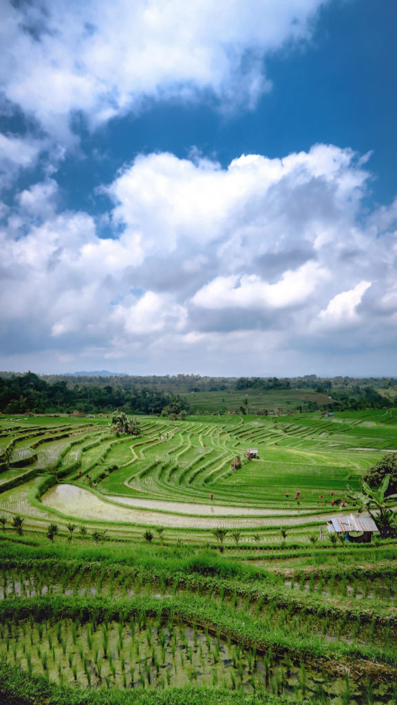 Rizières de Jatiluwih à Bali et somptueux ciel de nuages sur fond bleu