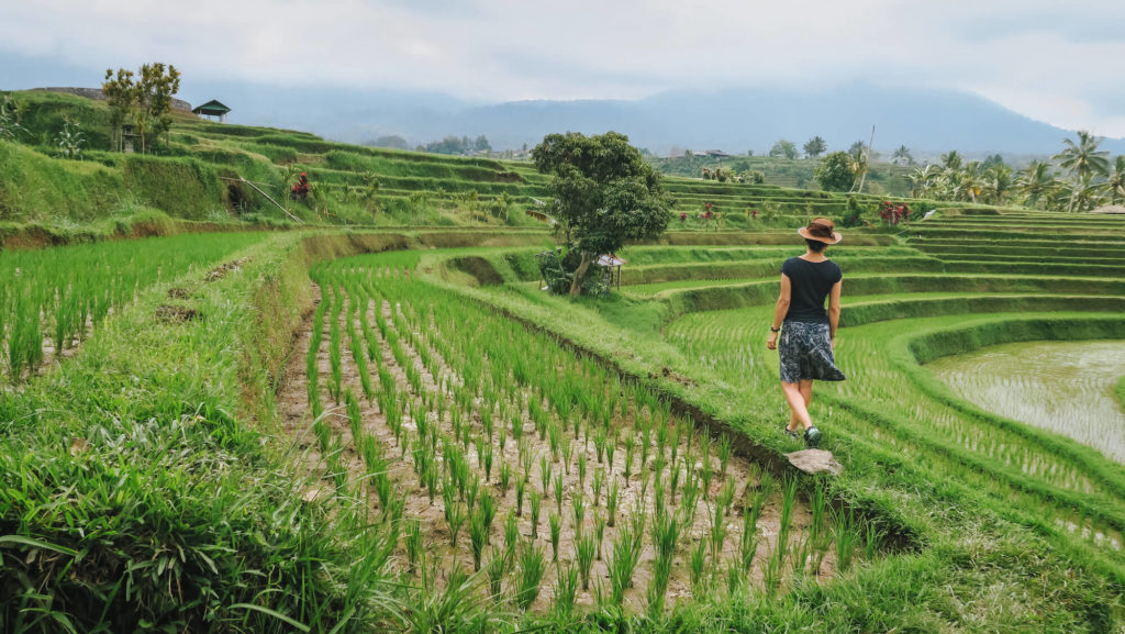 Promenade solitaire avec chapeau dans les rizières de Jatiluwih à Bali