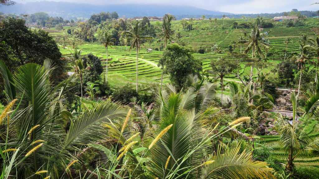 Paysage vert des rizières de Jatiluwih à Bali