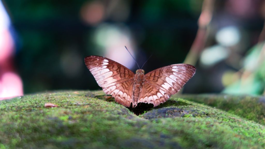 Papillon sur une pierre à Bali