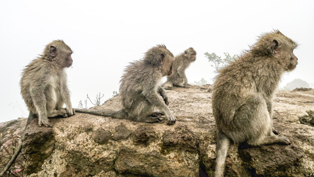 Singes dans la brume sur les hauteurs du Mont Batur, à Bali