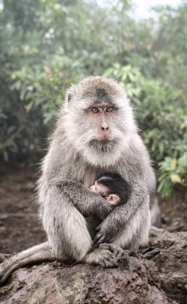 Maman singe et son petit sur les hauteurs du Mont Batur