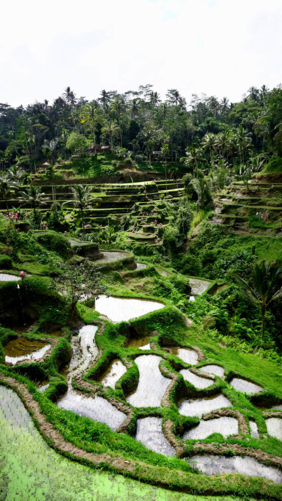 Terrasses des rizières de Tegalalang à Bali