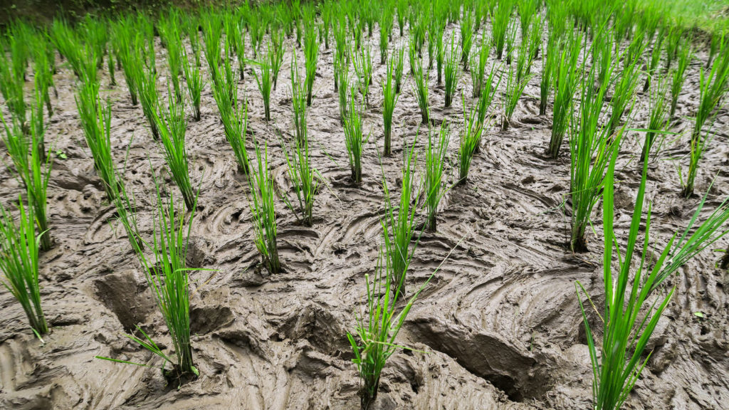 Zoom sur une plantation de riz