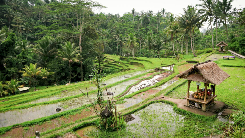 Le paradis vert des rizières de Tegalalang à Bali