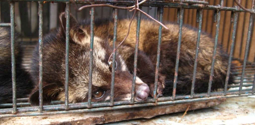 Une civette en cage retenue captive pour la production du café Luwak