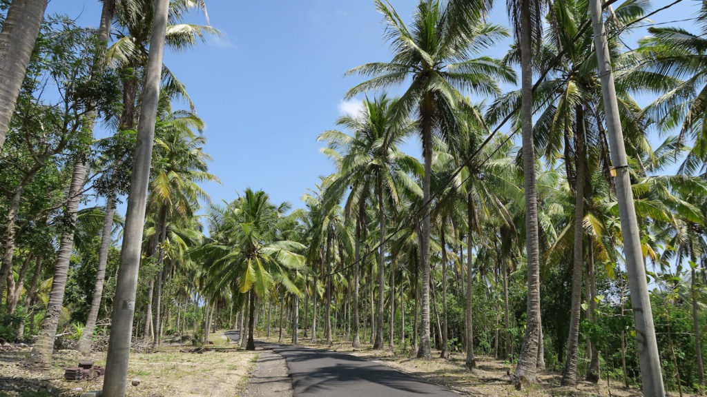Les palmiers de Crystal Bay sur l'île de Nusa Penida, à Bali