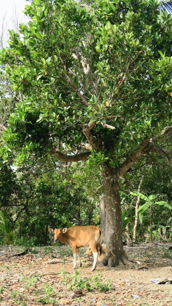 Vache au pied d'un arbre dans la campagne de Nusa Penida, Bali