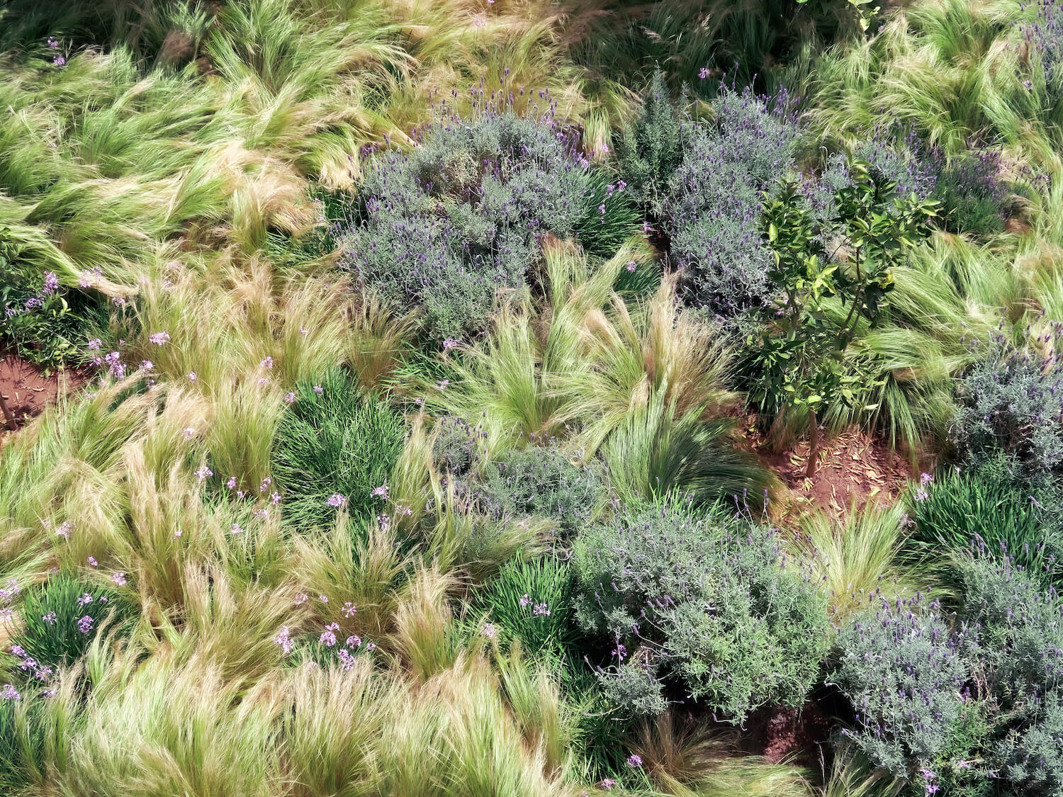 Parterre de lavandes et de graminées dans un jardin de Marrakech