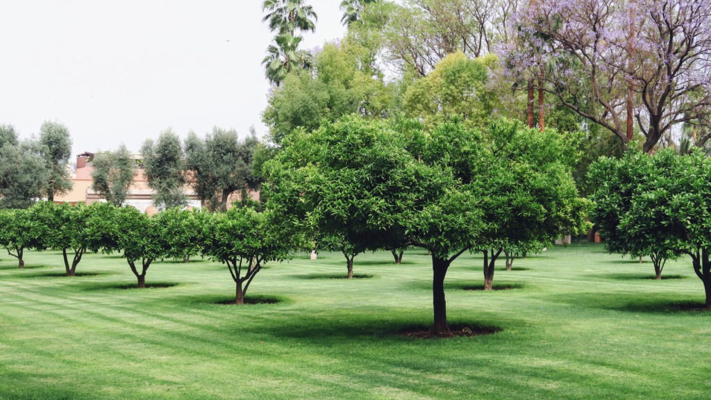 Oliveraie dans le jardin de la Mamounia, Marrakech