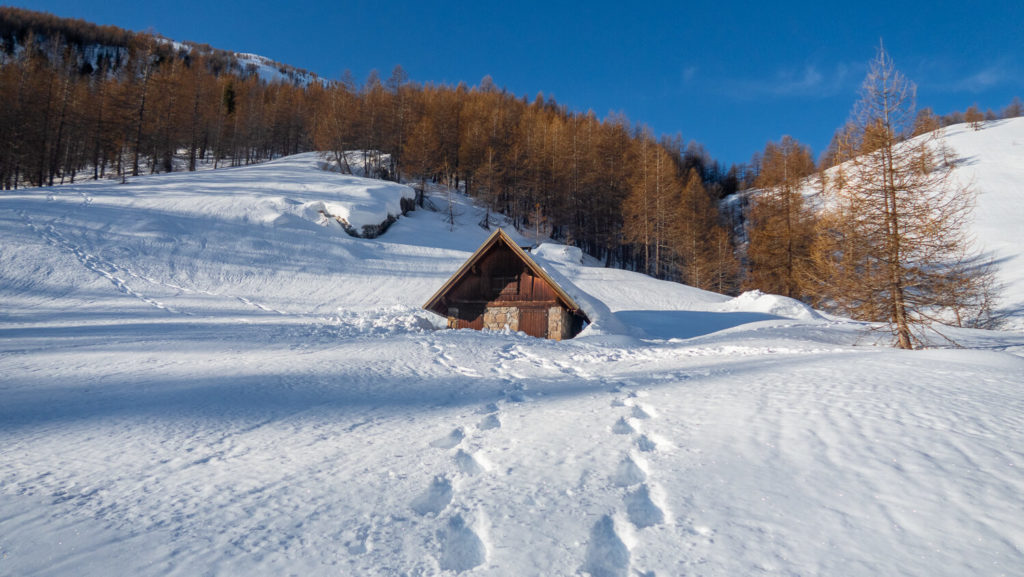 Cabane de berger sur fond de forêt de mélèzes
