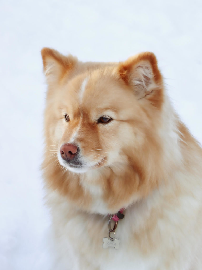 Chien eurasier roux