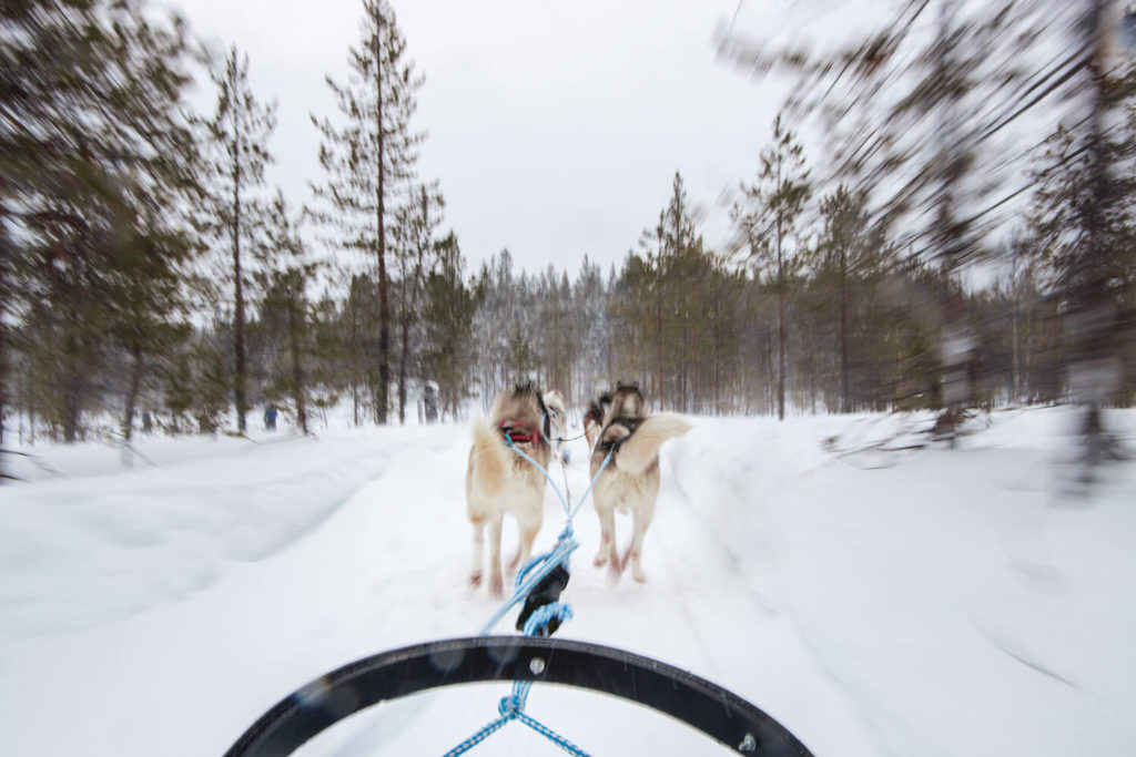 Chiens de traîneau, Laponie finlandaise