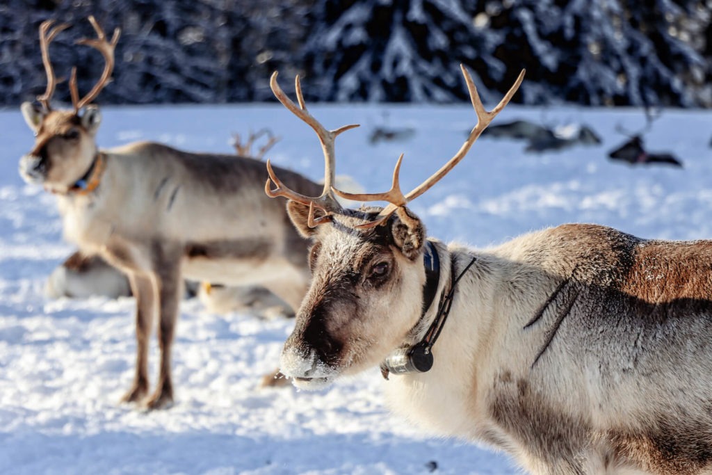 Rennes dans une ferme de Laponie finlandaise
