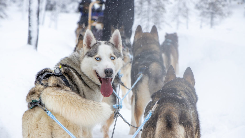 Husky yeux bleus