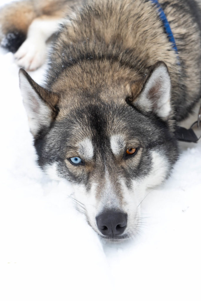 Husky aux yeux vairons