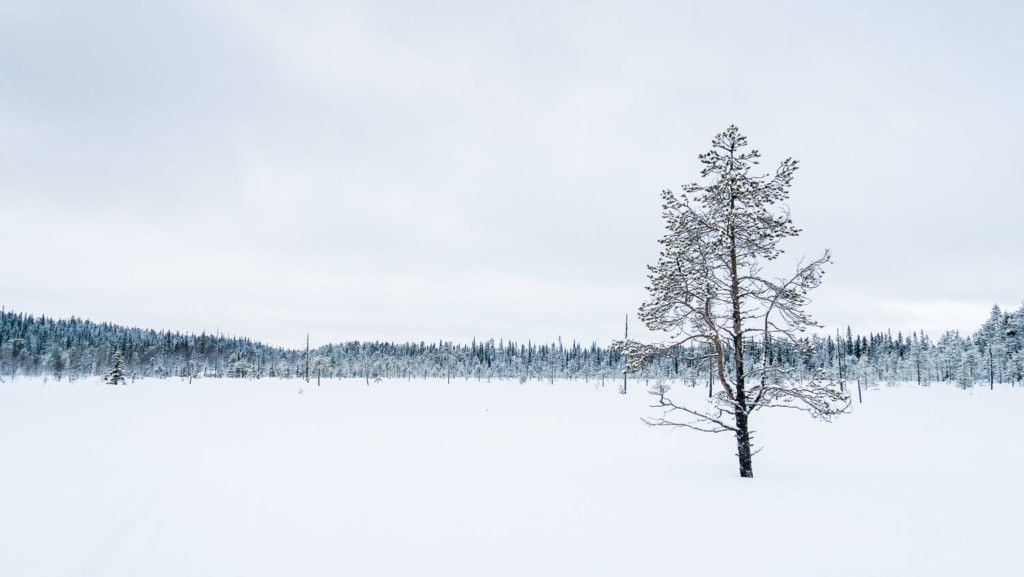 Arbre isolée sur étendue de neige, Laponie Finlandaise