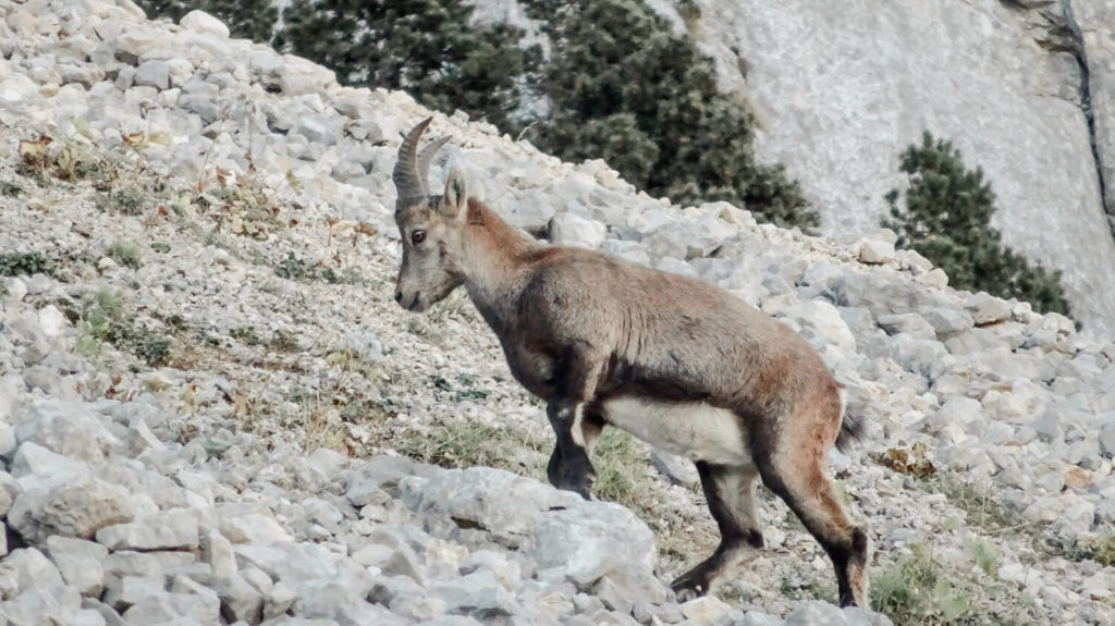 Bouquetins dans les pierriers du Mont Aiguille