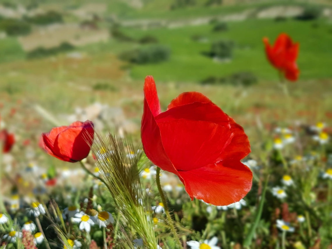 Champ de coquelicots au printemps
