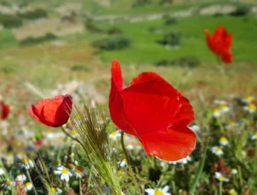 Champ de coquelicots au printemps
