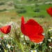 Champ de coquelicots au printemps