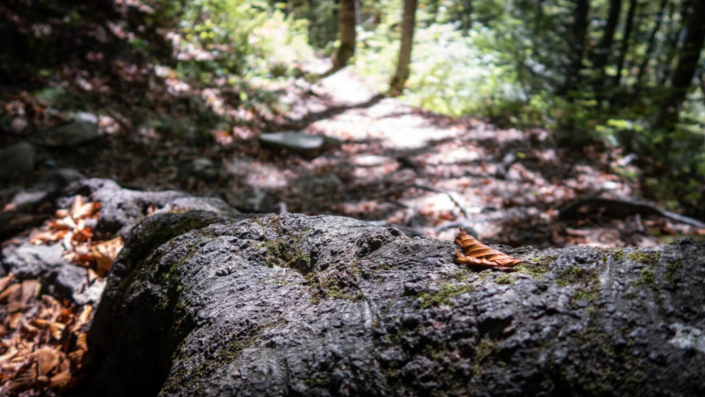 Souche d'arbre dans la forêt du Mont Aiguille