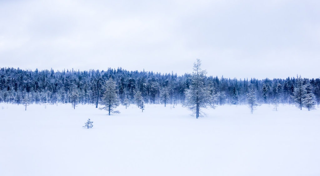 Lumières bleutées sur la forêt du parc national d'Oulanka