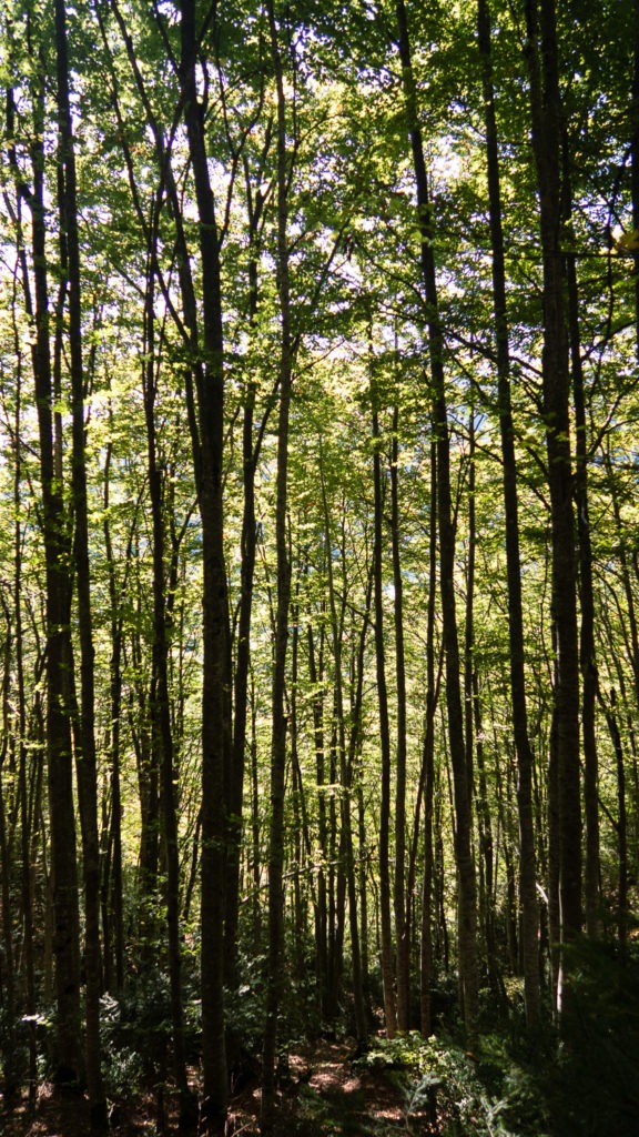 Forêt de bouleaux au Mont Aiguille