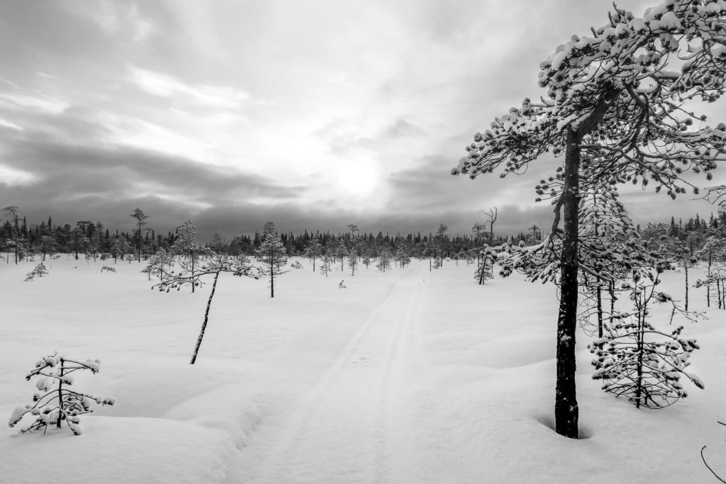Chemin sur la neige à travers une étendue de forêt clairsemée
