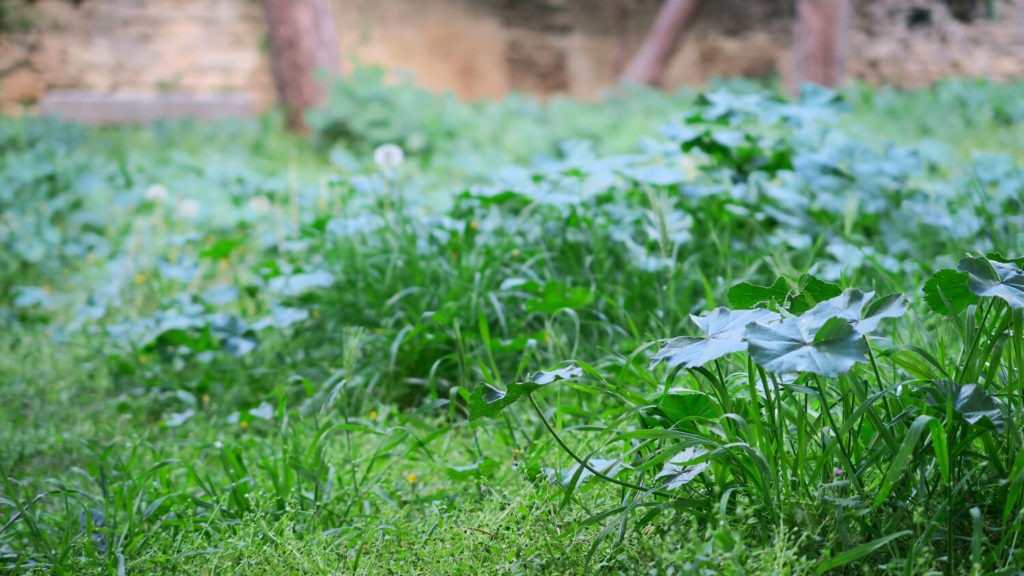 Herbe verte au printemps