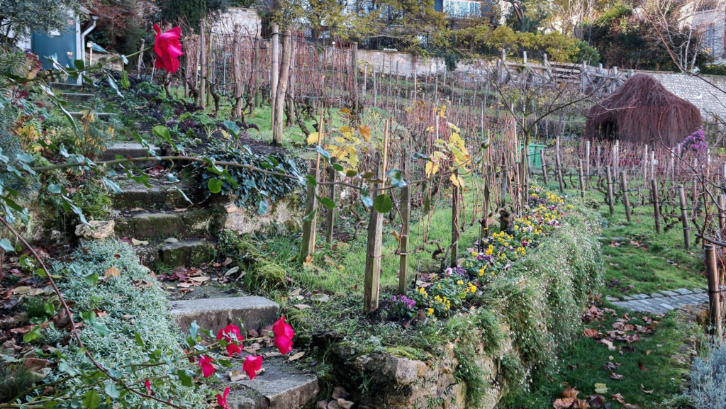 Jardin et vignes à Montmatre, Paris