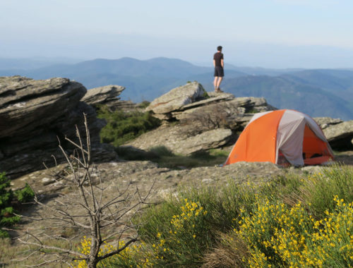 Bivouac sur le bord du plateau du Caroux avec tente et genêts en fleurs