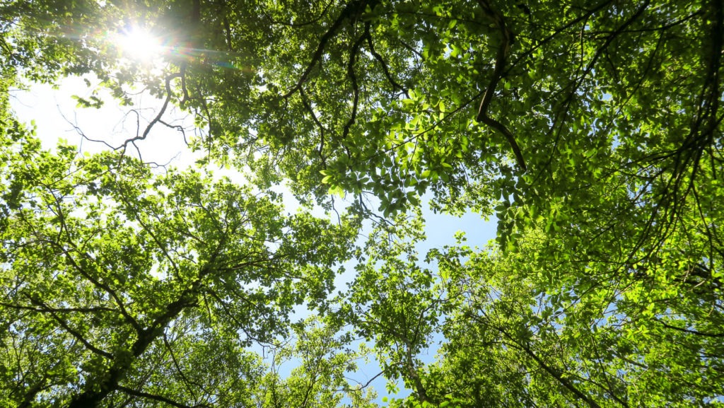 La forêt verdoyante au niveau du Pont du Vialais