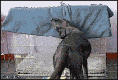Un chien s'enroule dans une couverture pour aller dans son panier pour une sieste