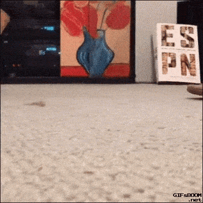 Un chat rampe dans une pièce la tête dans une tong