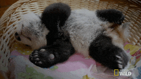 Gif d'un adorable bébé panda qui fait la sieste sur le dos