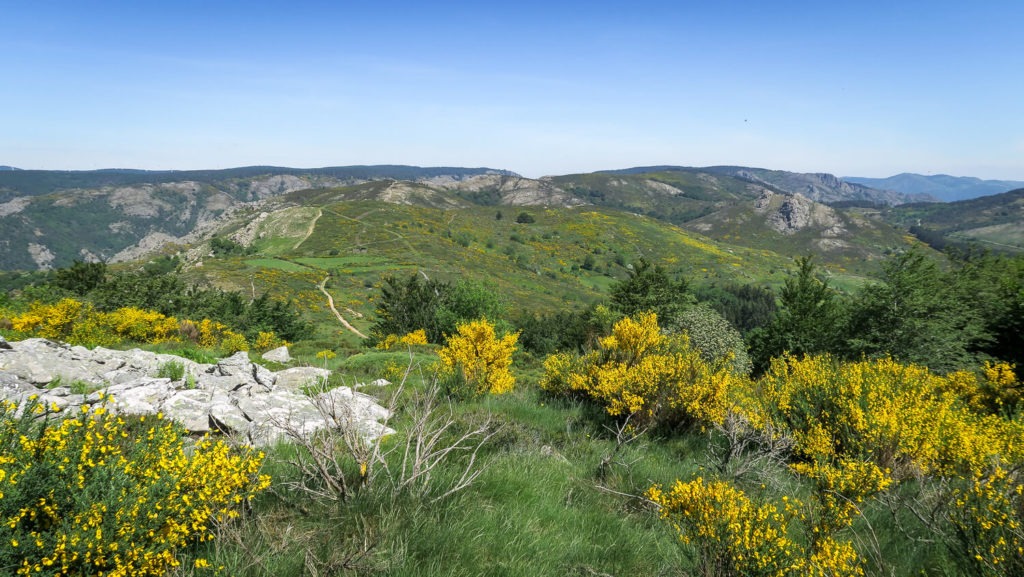 Vue du plateau du Caroux avec sa lande et ses genêts en fleurs