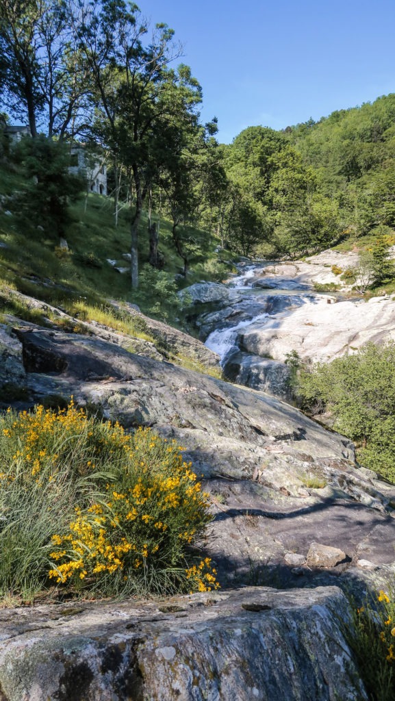 En arrivant au gîte de La Fage : sentier, genêts et torrent d'Arles