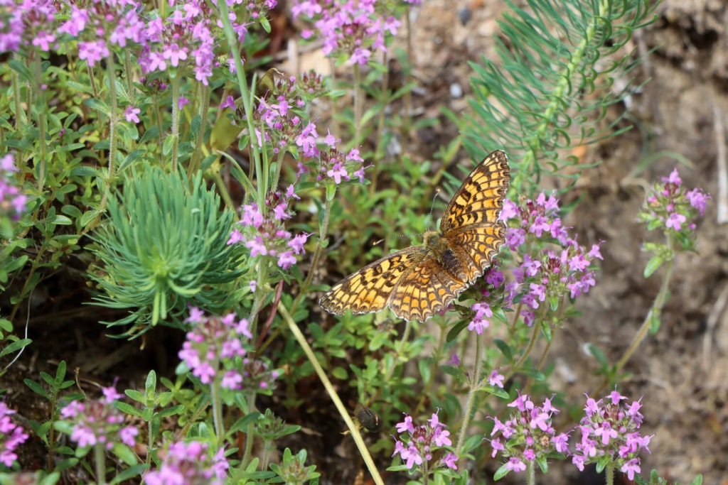Un papillon Damier sur des fleurs de thym