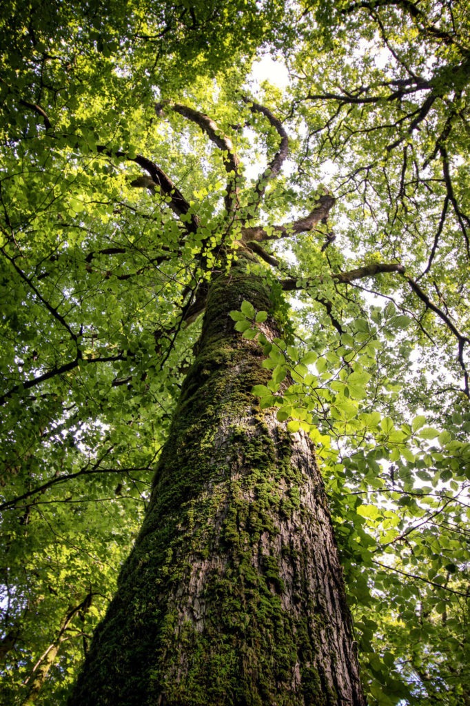 Un chêne de la forêt d'Huelgoat