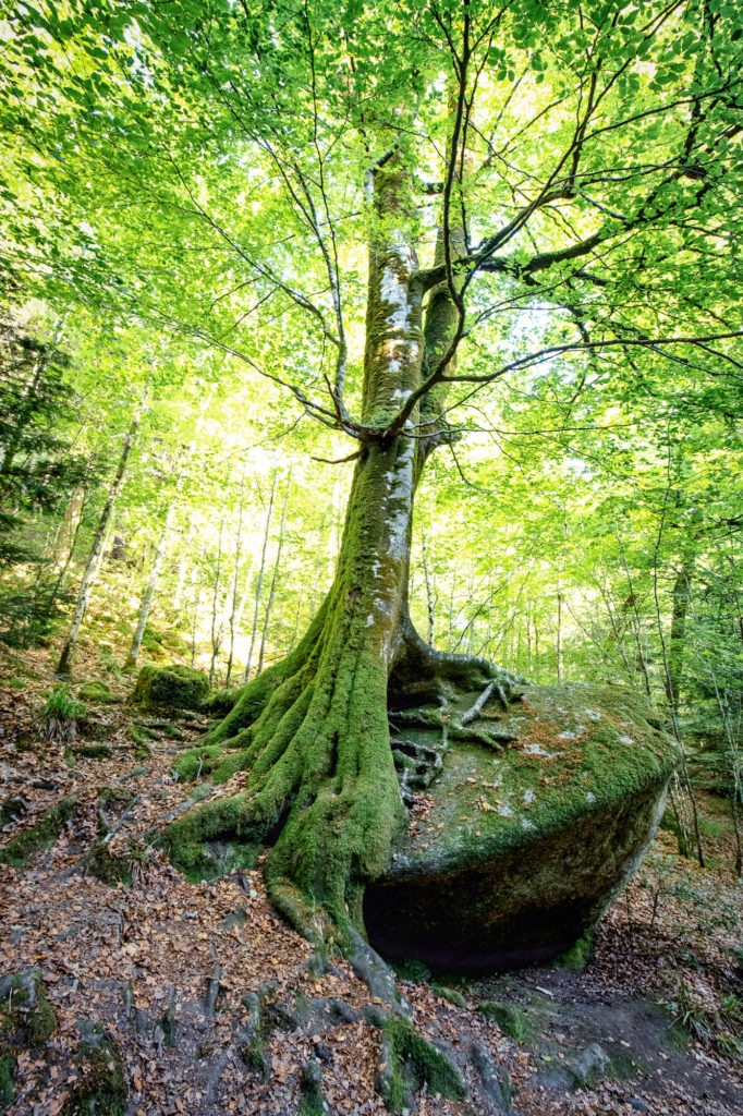 Arbre éclairé soleil avec ses racines noueuses
