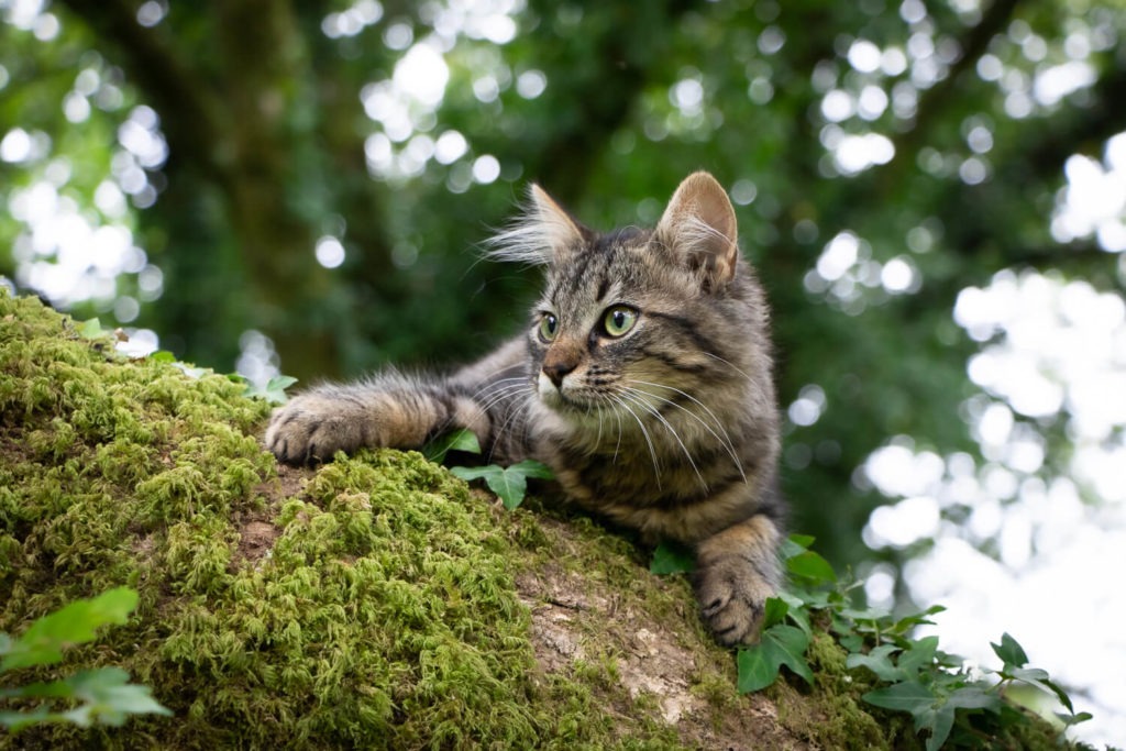 Chat à l'affût dans un arbre