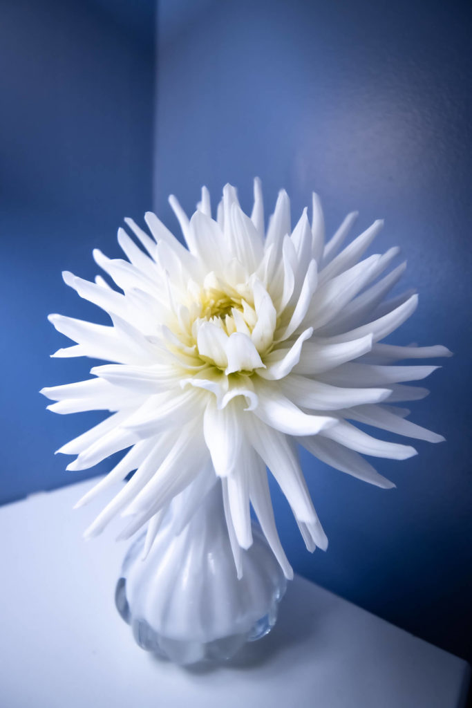 Fleur de dahlia blanc en pot sur fond bleu