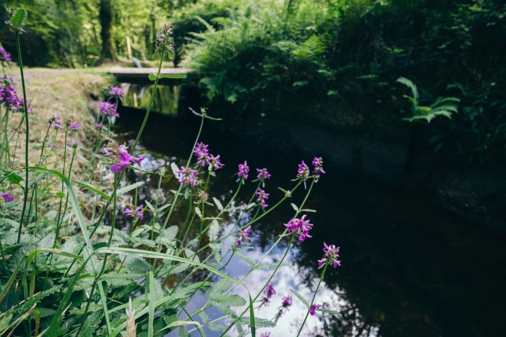 Fleurs violettes au bord du canal d'Huelgoat
