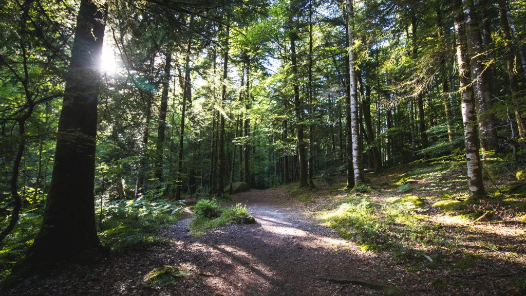 Sentier s'enfonçant dans la foret de Huelgoat